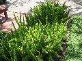 Fox Tail Fern / Asparagus densiflorus 